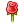 rose. png